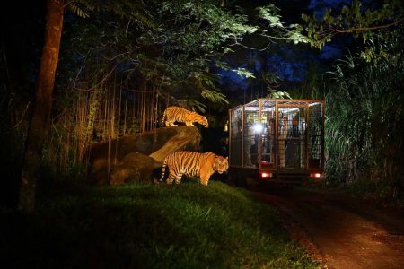 Night Safari Package – Bali Safari and Marine Park