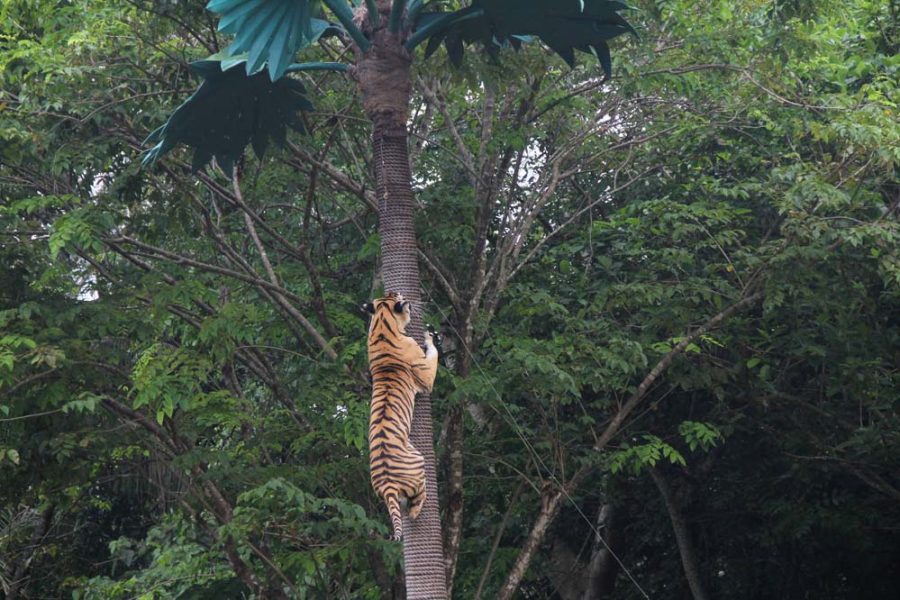 Leopard Package – Bali Safari and Marine Park