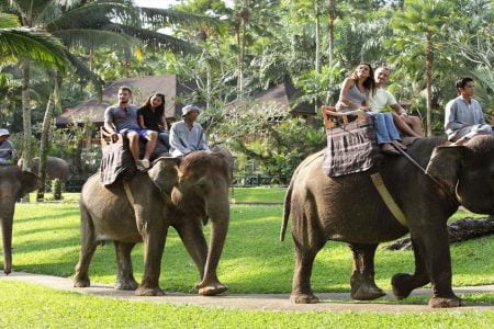 Jungle Safari Ride and Lunch – Elephant Safari Park Lodge