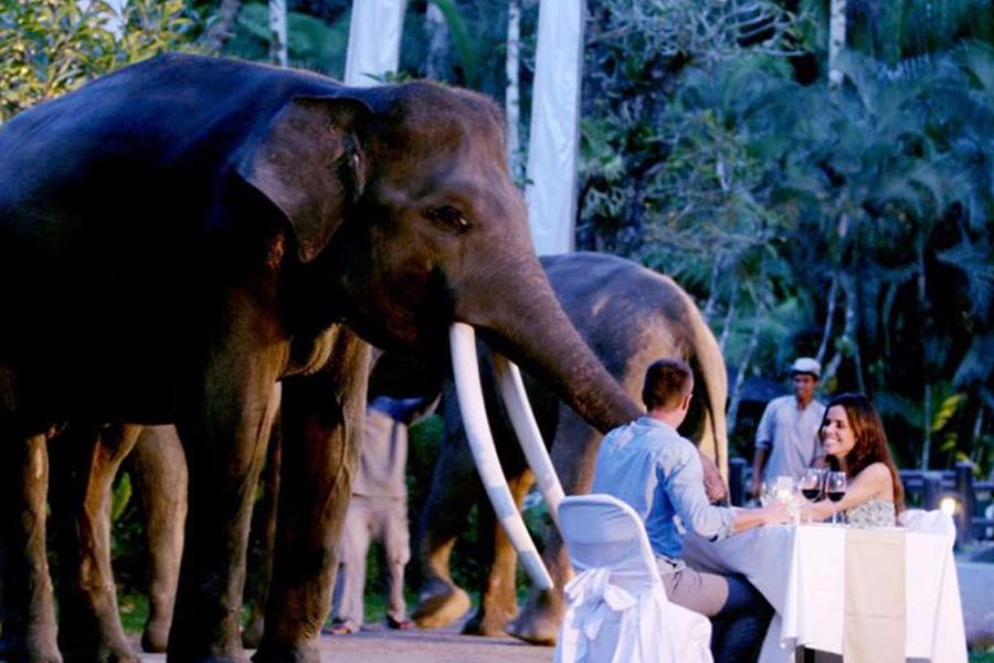 Night Safari & Dinner Under The Stars – Elephant Safari Park Lodge