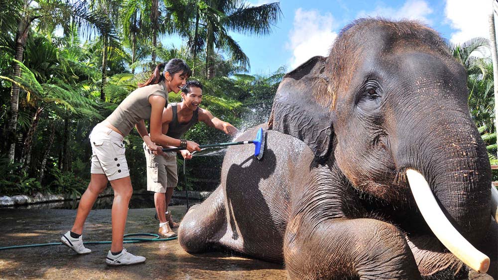 Elephant wash, Bathe and Breakfast – Elephant Safari Park Lodge