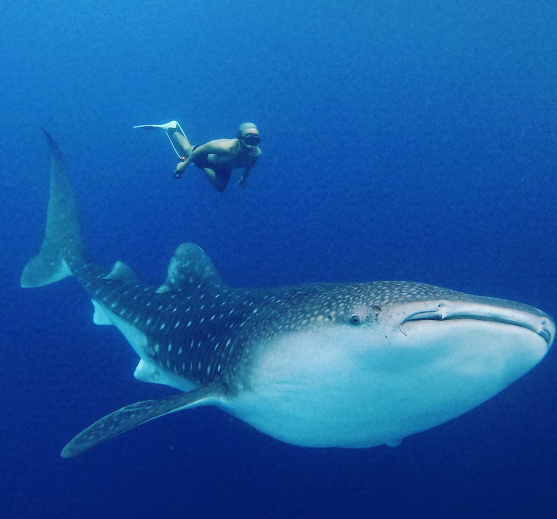 Explore Sumbawa – Swimming with The Whaleshark