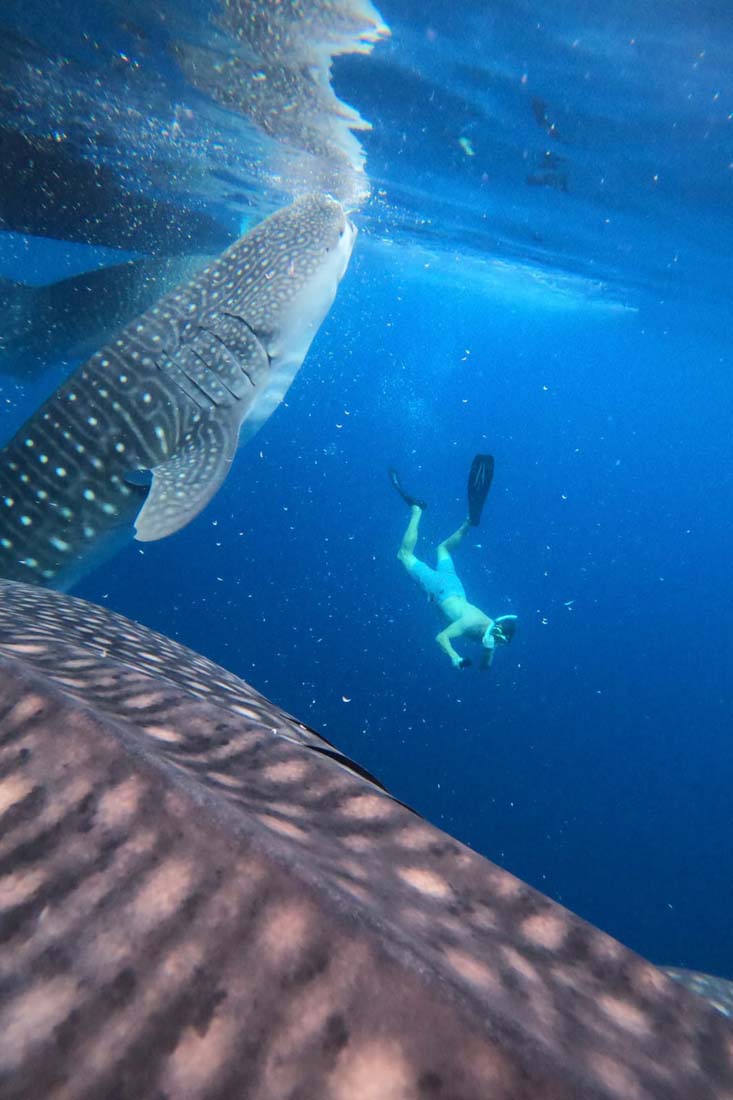 Explore Sumbawa – Whaleshark Tour and Moyo Island