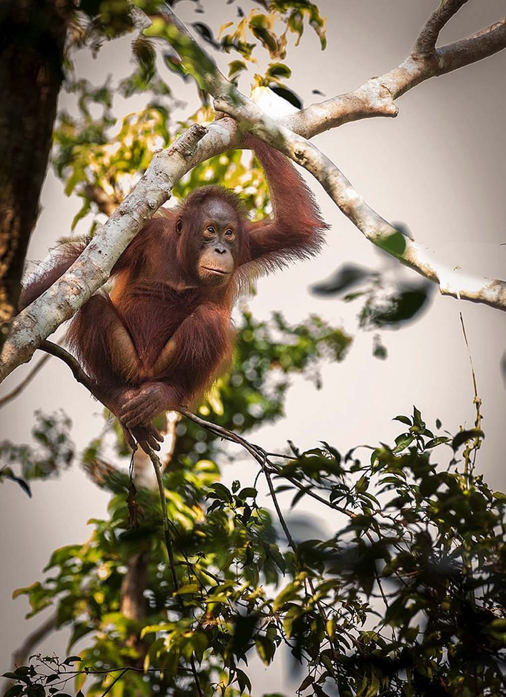 5D4N Orangutan Borneo houseboat and trekking