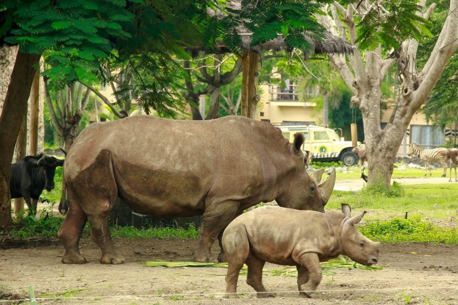 Rhino Package – Bali Safari and Marine Park