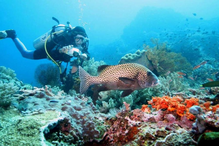 Scuba Diving & Snorkeling