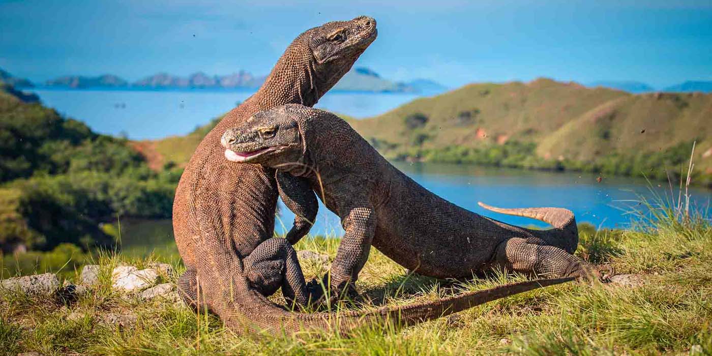 Komodo Island