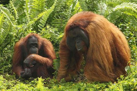 Orangutan Borneo Houseboating 3D2N